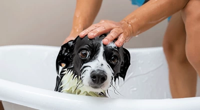 Как часто следует купать собаку?